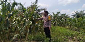 Bhabinkamtibmas Polsek Pkl. Kuras Monitoring Jagung Pipil 10 Ha di Sialang Indah, Dukung Program Ketahanan Pangan Nasional