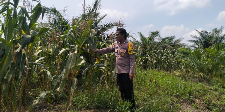 Bhabinkamtibmas Polsek Pkl. Kuras Monitoring Jagung Pipil 10 Ha di Sialang Indah, Dukung Program Ketahanan Pangan Nasional