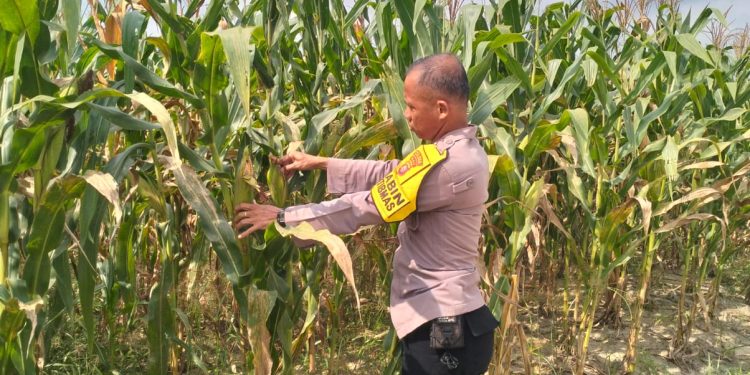 Polsek Pkl. Kerinci Cek Jagung Pipil Kuartal III di Kelompok Tani Asta Cita, Dukung Ketahanan Pangan