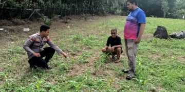Polsek Kuantan Mudik Cek Pertumbuhan Jagung Pipil di Desa Banjar Guntung, Dukung Swasembada Pangan 2026
