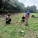 Polsek Kuantan Mudik Cek Pertumbuhan Jagung Pipil di Desa Banjar Guntung, Dukung Swasembada Pangan 2026