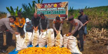 Mendukung Swasembada Pangan, Polsek Kampar Kiri Hilir Pantau Panen Jagung di Lahan PT Yutani Suadiri