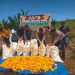 Mendukung Swasembada Pangan, Polsek Kampar Kiri Hilir Pantau Panen Jagung di Lahan PT Yutani Suadiri