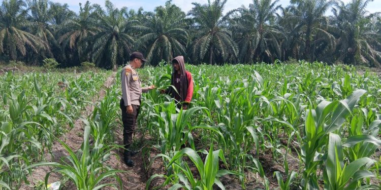 Bhabinkamtibmas Polsek Ukui Monitoring Jagung Pipil 3 Ha di Air Hitam, Dukung Ketahanan Pangan