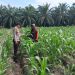 Bhabinkamtibmas Polsek Ukui Monitoring Jagung Pipil 3 Ha di Air Hitam, Dukung Ketahanan Pangan