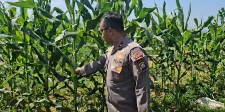 Kapolsek Tualang Cek Jagung Pipil di PT SIR, Pastikan Pertumbuhan Maksimal Dukung Ketahanan Pangan