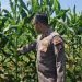 Kapolsek Tualang Cek Jagung Pipil di PT SIR, Pastikan Pertumbuhan Maksimal Dukung Ketahanan Pangan