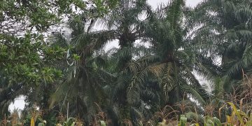 Polsek Logas Tanah Darat Cek Perkembangan Jagung Ketahanan Pangan, Dukung Swasembada Pangan Nasional 2026