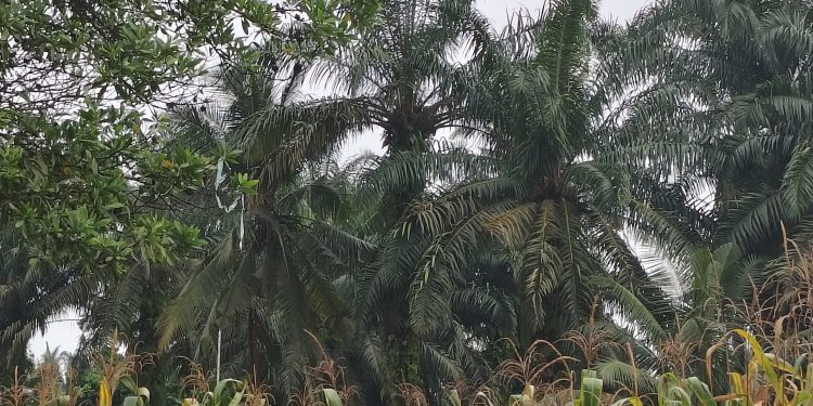 Polsek Logas Tanah Darat Cek Perkembangan Jagung Ketahanan Pangan, Dukung Swasembada Pangan Nasional 2026