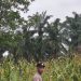 Polsek Logas Tanah Darat Cek Perkembangan Jagung Ketahanan Pangan, Dukung Swasembada Pangan Nasional 2026