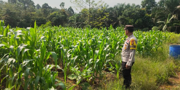 Polsek Bunut Cek Lahan Jagung Pipil 5000 M² di Desa Petani, Dukung Ketahanan Pangan