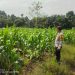 Polsek Bunut Cek Lahan Jagung Pipil 5000 M² di Desa Petani, Dukung Ketahanan Pangan