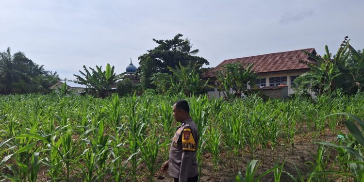 Dukung Ketahanan Pangan, Bhabinkamtibmas Desa Kota Bangun Pantau Perkembangan Tanaman Jagung Milik Desa