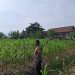 Dukung Ketahanan Pangan, Bhabinkamtibmas Desa Kota Bangun Pantau Perkembangan Tanaman Jagung Milik Desa