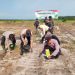 Polsek Bandar Sei Kijang Tanam Jagung Pipil 1,5 Ha di Lahan PT CDSL Dukung Ketahanan Pangan Nasional
