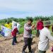 Polres Kuansing Perkuat Ketahanan Pangan, Dukung Asta Cita Presiden Lewat Penanaman Jagung Pipil