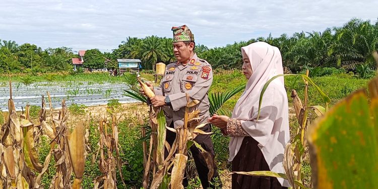 Semangat Dukung Swasembada Pangan, Kapolsek Kampar Turun Langsung Panen Jagung di Sendayan