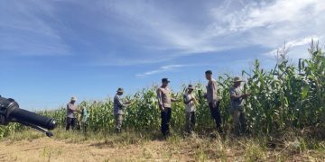 Polres Rokan Hulu Cek Tanaman Jagung 77 Hari, Perkuat Dukungan Ketahanan Pangan Nasional