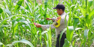 Bhabinkamtibmas Polsek Pkl. Kerinci Monitoring Jagung Pipil 1 Ha di Lahan Asta Cita Kelompok Tani Makmur Jaya Bersama