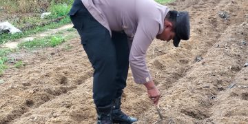 Panas Terik Tak Halangi Polisi dan Petani Tanam Jagung di Ponpes Abu Huroiroh, Dukung Swasembada Pangan