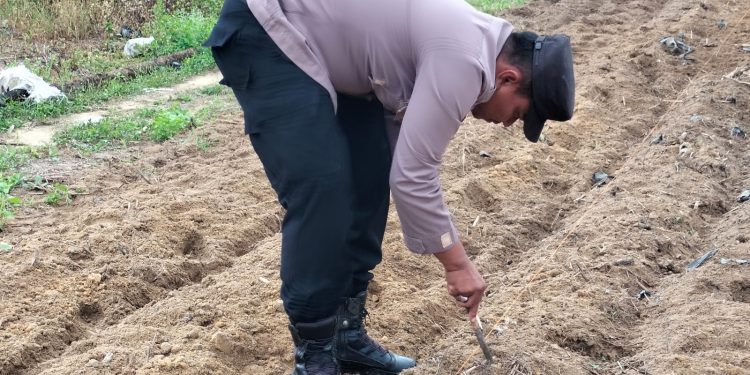 Panas Terik Tak Halangi Polisi dan Petani Tanam Jagung di Ponpes Abu Huroiroh, Dukung Swasembada Pangan