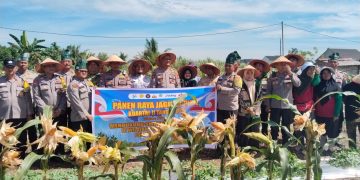 Dukung Ketahanan Pangan Nasional, Polresta Pekanbaru Bersama Kelompok Tani Panen Jagung di Tuah Madani