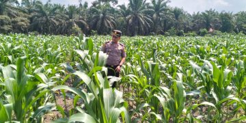 Polsek Ukui Monitoring Lahan Jagung Program Asta Cita 3 Ha di Desa Air Hitam