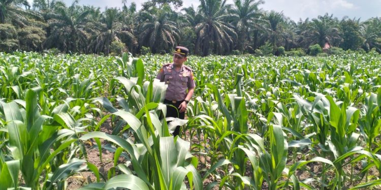 Polsek Ukui Monitoring Lahan Jagung Program Asta Cita 3 Ha di Desa Air Hitam