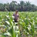 Polsek Ukui Monitoring Lahan Jagung Program Asta Cita 3 Ha di Desa Air Hitam