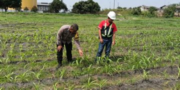 Usia 21 Hari, Jagung di Lahan PT AIP Tualang Tumbuh hingga 20 Cm, Polsek Turun Cek Dalam Rangka Ketahanan Pangan