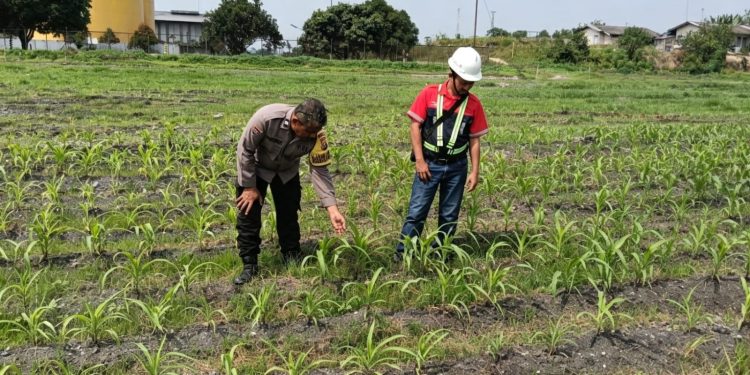 Usia 21 Hari, Jagung di Lahan PT AIP Tualang Tumbuh hingga 20 Cm, Polsek Turun Cek Dalam Rangka Ketahanan Pangan