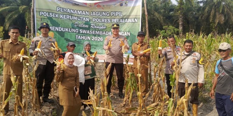 Panen Jagung Quartal II Hasilkan 750 Kg, Polsek Kerumutan Dukung Ketahanan Pangan di Desa Banjar Panjang