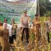 Panen Jagung Quartal II Hasilkan 750 Kg, Polsek Kerumutan Dukung Ketahanan Pangan di Desa Banjar Panjang