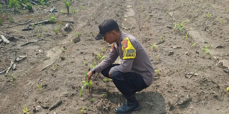 Dukung Swasembada Pangan, Polsek Logas Tanah Darat Cek Perkembangan Tanaman Jagung di Desa Teratak Rendah