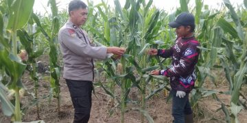 Ketahanan Pangan Terus Didorong, Jagung Di PT SIR Usia 59 Hari Mulai Berbuah