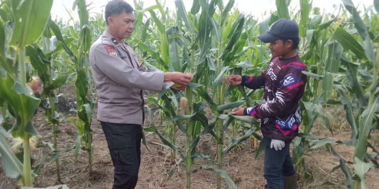 Ketahanan Pangan Terus Didorong, Jagung Di PT SIR Usia 59 Hari Mulai Berbuah
