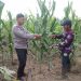 Ketahanan Pangan Terus Didorong, Jagung Di PT SIR Usia 59 Hari Mulai Berbuah