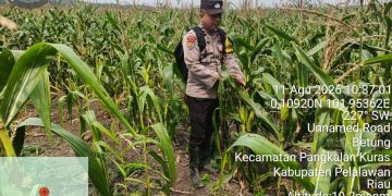 Polsek Pkl. Kuras Tinjau Perkembangan Lahan Jagung 4 Ha Program Ketahanan Pangan di Desa Betung