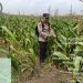 Polsek Pkl. Kuras Tinjau Perkembangan Lahan Jagung 4 Ha Program Ketahanan Pangan di Desa Betung