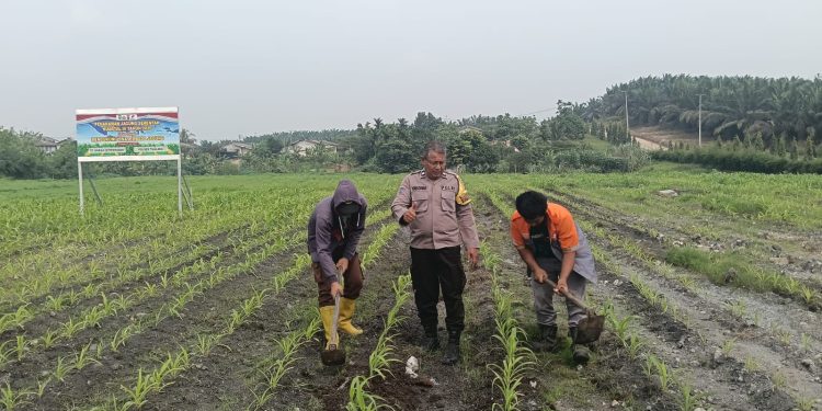Dukung Swasembada Pangan, Polsek Tualang Rawat Jagung Pipil 2 Hektare di PT AIP