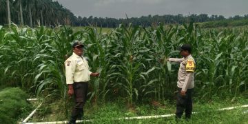 Bhabinkamtibmas Polsek Bunut Monitoring Lahan Jagung Pipil PT. Serikat Putra di Sialang Kayu Batu