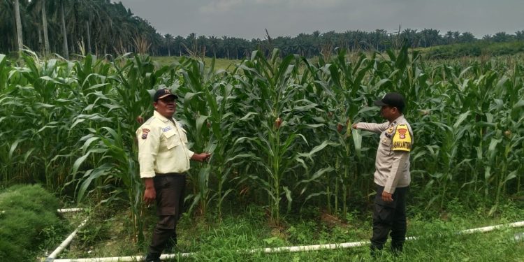 Bhabinkamtibmas Polsek Bunut Monitoring Lahan Jagung Pipil PT. Serikat Putra di Sialang Kayu Batu