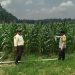 Bhabinkamtibmas Polsek Bunut Monitoring Lahan Jagung Pipil PT. Serikat Putra di Sialang Kayu Batu