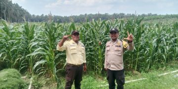 Bhabinkamtibmas Polsek Bunut Monitoring Lahan Jagung Pipil PT. Serikat Putra Dukung Ketahanan Pangan di Desa Sialang Kayu Batu