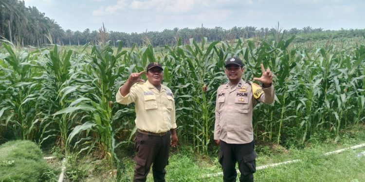 Bhabinkamtibmas Polsek Bunut Monitoring Lahan Jagung Pipil PT. Serikat Putra Dukung Ketahanan Pangan di Desa Sialang Kayu Batu