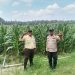 Bhabinkamtibmas Polsek Bunut Monitoring Lahan Jagung Pipil PT. Serikat Putra Dukung Ketahanan Pangan di Desa Sialang Kayu Batu