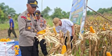 Polresta Pekanbaru Perkuat Swasembada Pangan, Polsek Rumbai Panen 3 Ton Jagung