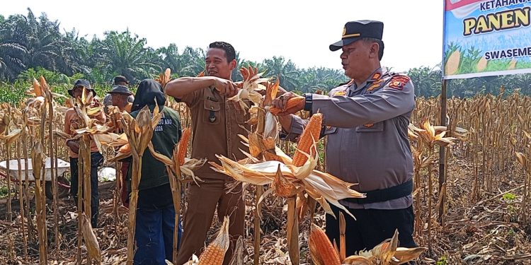 Kapolsek Kampar dan Jajaran Panen 6 Ton Jagung Pipil Kuartal II, Dukung Swasembada Pangan 2026