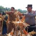 Kapolsek Kampar dan Jajaran Panen 6 Ton Jagung Pipil Kuartal II, Dukung Swasembada Pangan 2026