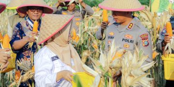 Panen Raya Jagung Pipil Kuartal III Polsek Kawasan Pelabuhan Dukung Swasembada Pangan Tahun 2026